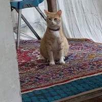 خر گربه نارنجی دختر