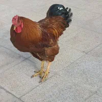 خروس چهل تاج