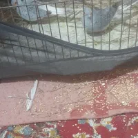 کبوتر زینتی الماسی چینی در چرام|پرنده|چرام, |دیوار