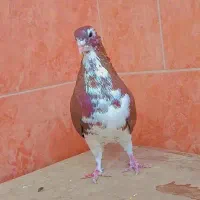 خش رنگ سرخ گل دار|پرنده|شیراز, عادل آباد|دیوار