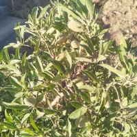 باغ|فروش دفتر صنعتی، کشاورزی، تجاری|بروجن, |دیوار