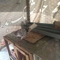 کفتر|پرنده|تهران, سلیمانی|دیوار