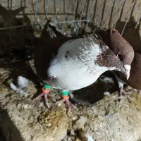 نر خوشرنگ کاکلی