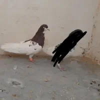 ساده افشون|پرنده|سبزوار, قصبه شرقی|دیوار