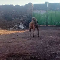 سگ گله ای