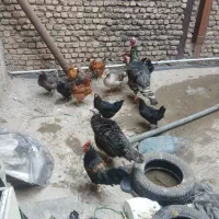 خروس ومرغ محلی