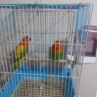 طوطی اوپلاین واوپال