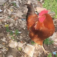 معاوضه با مرغ