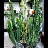 دیفن افوربیا سیکلامن کالانکولا بونسای اواع آگلونما|گل و گیاه طبیعی|تهران, تولید دارو|دیوار