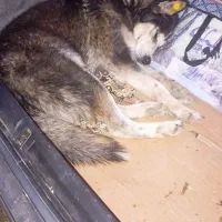 مژدگانی پیدا کردن هاسکی