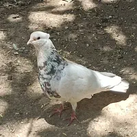 طوقی شازده|پرنده|شیراز, شهرک بهار|دیوار