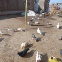 کبوتر|پرنده|فیروزه, |دیوار