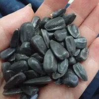 تخم افتابگردان روغنی و کله قوچی و‌کانادایی