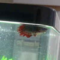 ماهی|ماهی|الوند, |دیوار