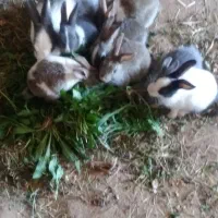 خرگوش ماده بالغ  و معاوضه با کفتر