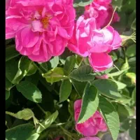 گل محمدی خوش عطر