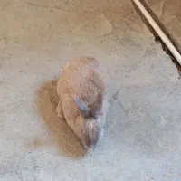 خرگوش نر