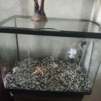 آکواریوم با لوازم|ماهی|بندر انزلی, گلسرخ|دیوار