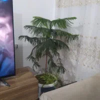 کاج مطبق سبزوزیبا
