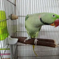 شاه طوطی نر|پرنده|مشهد, کارگران|دیوار