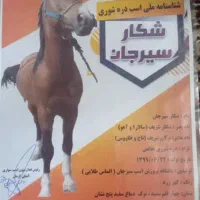 اسب دره شوری|اسب و تجهیزات اسبسواری|بروجن, |دیوار