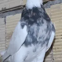 هفت رنگ فروشی