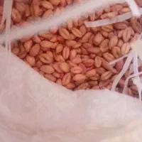 گندم بذری بوجاری آبی