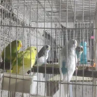 مرغ عشق با جوجه|پرنده|برازجان, |دیوار
