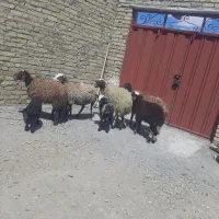 میش بره جوان شکم اول