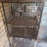 دوعدد قفس جفت کن و بزرگ