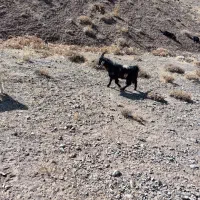 یک راس بره نر ویک راس بزغاله نر|حیوانات مزرعه|چادگان, |دیوار