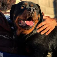 روتوایلر|سگ|شیراز, آزادی|دیوار