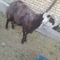 میش بره قوچ