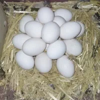 تخم مرغ نطفه دار ،لری اصل
