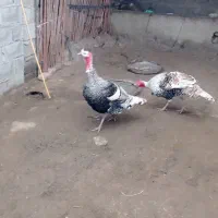 بوقلمون نر فروشی|حیوانات مزرعه|گنبد کاووس, |دیوار