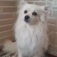 پامرروباهی