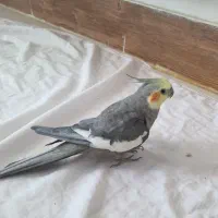 عروس هلندی نر بالغ
