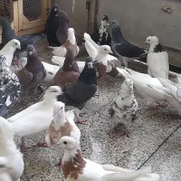 خرید وفروش کفتر تهرانی وغیره