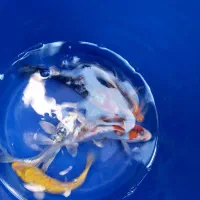 فروش انواع ماهی کوی قرمز پیتوپاک بالاترین کیفیت