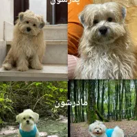 شیتزو|سگ|گرگان, |دیوار