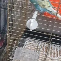 مرغ عشق نر|پرنده|قنوات, |دیوار