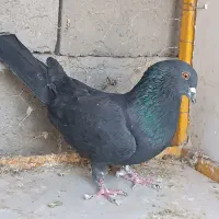 کبوترسیاه پرشی|پرنده|محمدبار, |دیوار