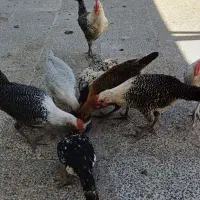 جوجه مرغ براکل ۳ماهه فروشی