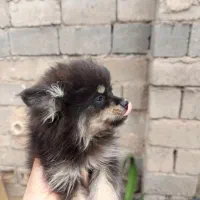 توله پامر عروسکی|سگ|جیرفت, |دیوار