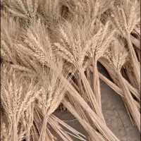خوشه گندم