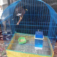 مرغ مینا به فروش میرسد یک میلیون ۵۰۰|پرنده|کرمان, |دیوار