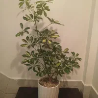 گل طبیعی شفلرا با گلدون سرامیکی کادوی روز مادر|گل و گیاه طبیعی|تهران, علم و صنعت|دیوار