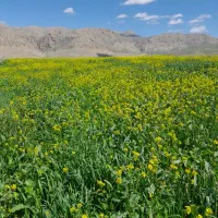 خیلی اخلاقم بد شده،وتند،خودمم ازاین موضوع ناراحت