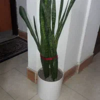 گل سانسوریا