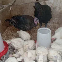 دو عدد بوقلمون فروشی